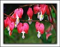 Picture Title - Bleeding Hearts