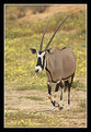 Picture Title - Gemsbok