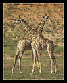 Picture Title - Male Cape Giraffe Fighting