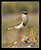 Crowned Plover