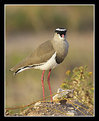 Picture Title - Crowned Plover