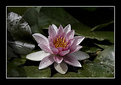 Picture Title - lotus