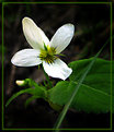 Picture Title - Snow Pansy