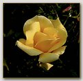 Picture Title - Yellow Rose in my Garden