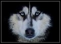 Picture Title - Husky