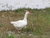 Goose