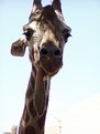 Picture Title - Giraffe