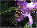 Picture Title - Humble Bumble