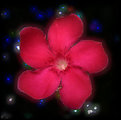 Picture Title - Flower Aglow....