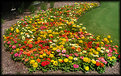 Picture Title - Zinnia Heaven...