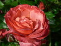 Picture Title - Museum Rose