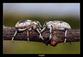 Picture Title - the bug love