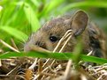 Picture Title - Cheeky Wood Mouse.