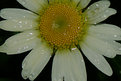 Picture Title - Flower Study - Daisy