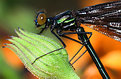 Picture Title - Damsel Fly