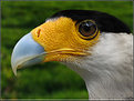 Picture Title - Crested Caracara