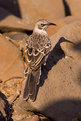 Picture Title - Mockingbird Begging for Water - Isla Española - 05.28.05