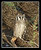 Verreaux’s Eagle Owl
