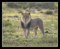 Picture Title - Lion