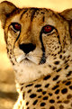 Picture Title - Cheetah - "what?"