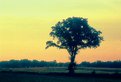 Picture Title - Lone Tree: Sundown> Comer, Ga 2005