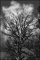 Picture Title - Tree Against Clouds