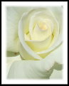 Picture Title - White Rose w/ Beauty Mark