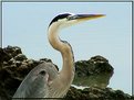 Picture Title - Friendly Great Blue Heron