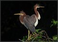 Picture Title - Tricolored Heron Fledglings