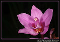 Picture Title - Wild Orchid Flower