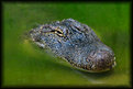 Picture Title - Alligator 1 (not a flower)