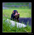 Picture Title - Baby monkey 2