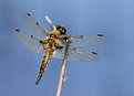 Picture Title - Dragonfly