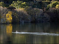 Picture Title - Australian Winter