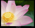 Picture Title - Lotus flower