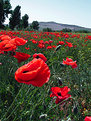 Picture Title - Poppies