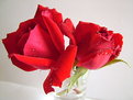 Picture Title - Rosebuds in Macro 2