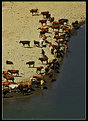 Picture Title - Herd