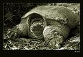 Picture Title - Snapping turtle no. 2