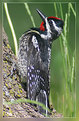 Picture Title - Yellow-bellied Sapsucker