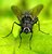 Tachinid Fly (Phyrxe vulgaris)