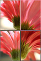 Picture Title - Flower Four