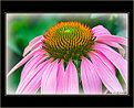 Picture Title - Cone Flower Macro