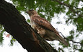 Picture Title - Red Tail Hawk
