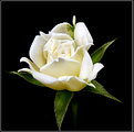 Picture Title - The Miniature White Rose
