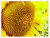 Those sunflowers...
