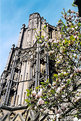 Picture Title - Wells Cathedral (3)