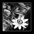 Picture Title - passiflora