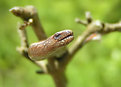 Picture Title - Snake portrait