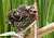 young red winged blackbird